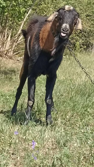 ПРОДАМ НА ПЛЕМЯ: нубийца 90%.В Добрые руки