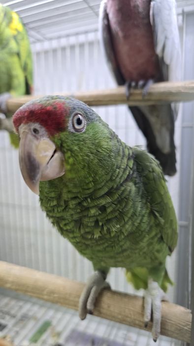 Papagaio viridigenalis