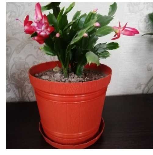 Вкорінені черенки шлюмбергери, красули (денежне дерево)