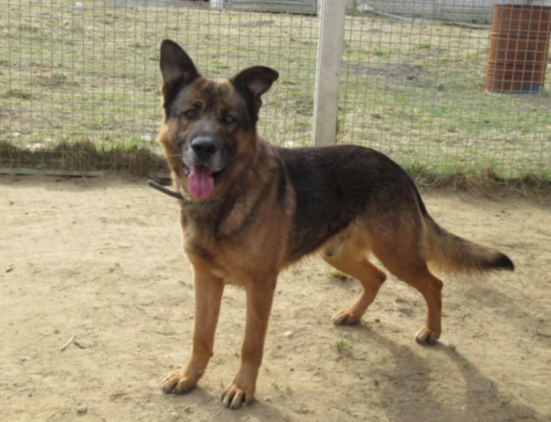 Owczarek Rasti do adopcji