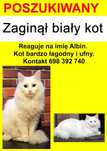 Zaginął biały kot