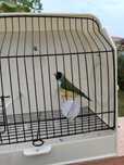 Diamantes gould, estrela e bichenov
