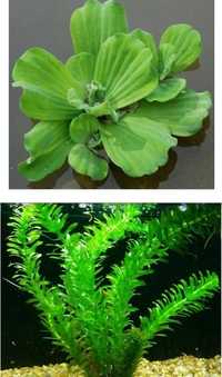 Пистия и элодея - аквариумные растения