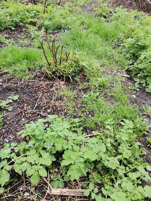 Аренда участка под огород.