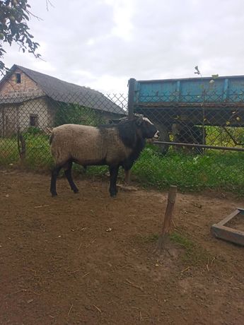 Продам вівці Романівської породи
