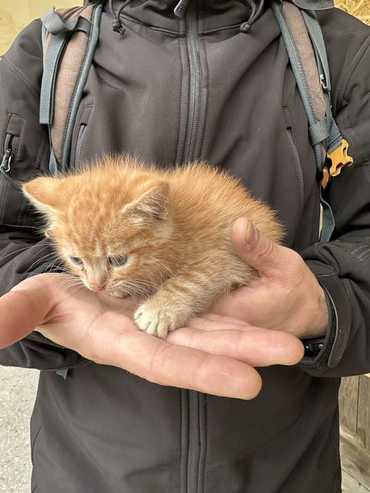 Кошенята віддамо в добрі руки