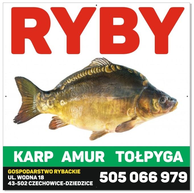 Karp, Amur gospodarstwo rybackie Czechowice-Dziedzice