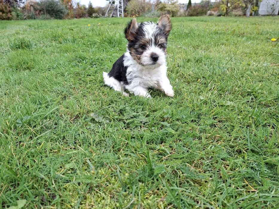 York piesek Śliczny