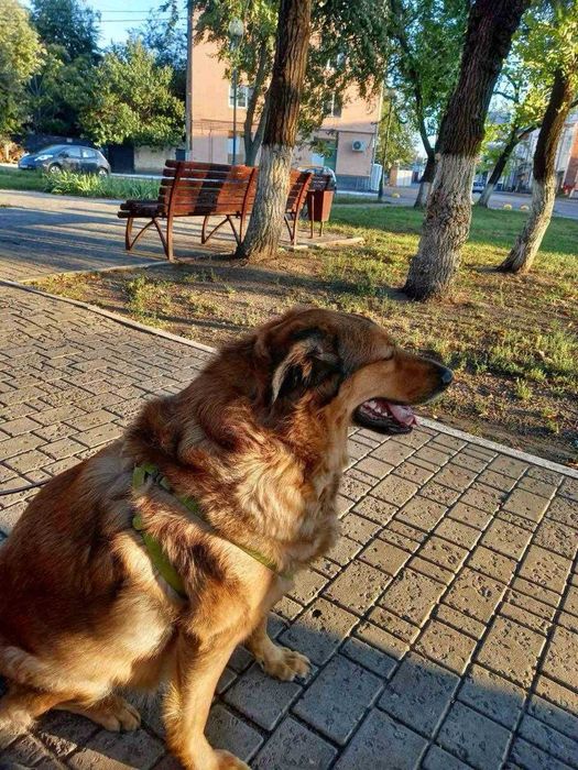 Собака метис кангал/дворянка