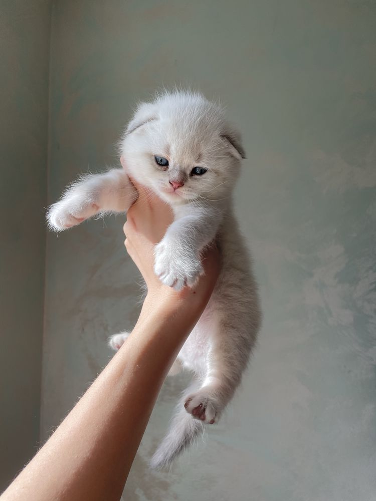 Шотландські чистокровні кошенята, котик фолд,шотландские котята