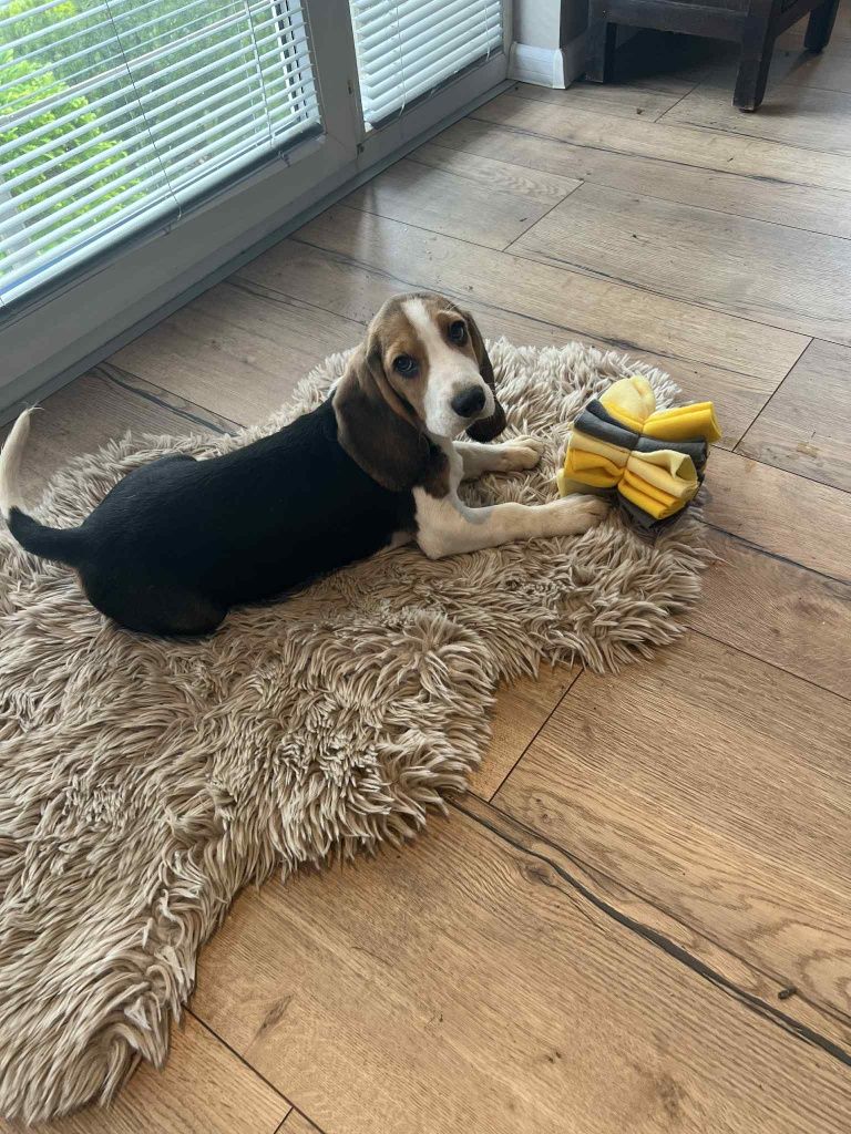 Beagle suczka gotowa do odbioru