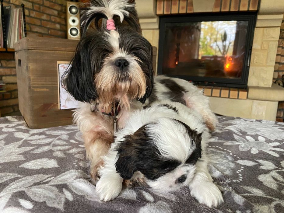 Shih Tzu suczka szczeniak z hodowli, rodowód, dziewczynka