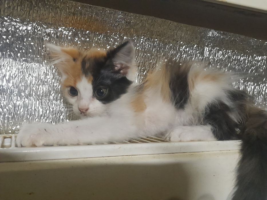 Кошенята (дівчата)