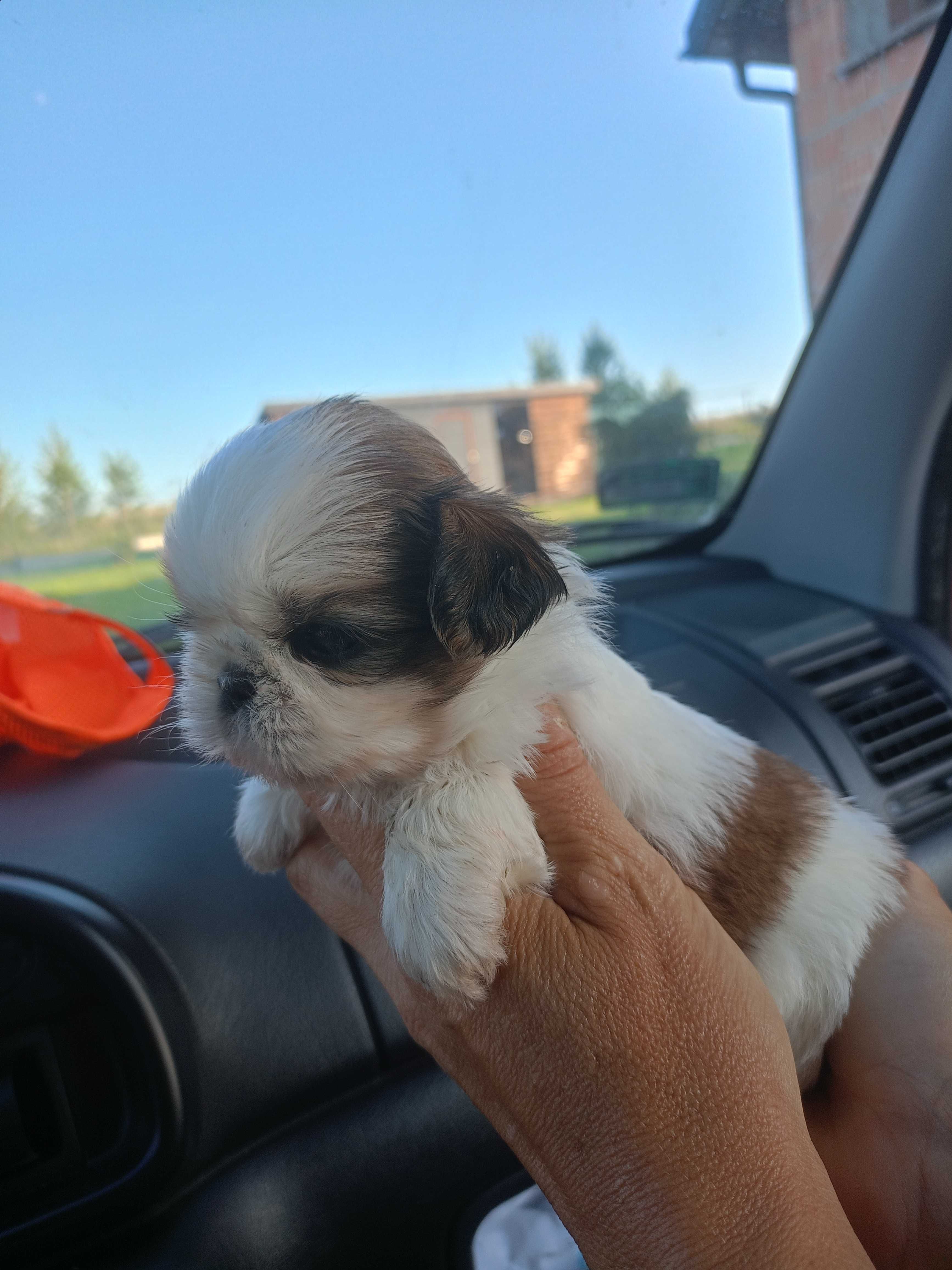 Shih Tzu szczeniak