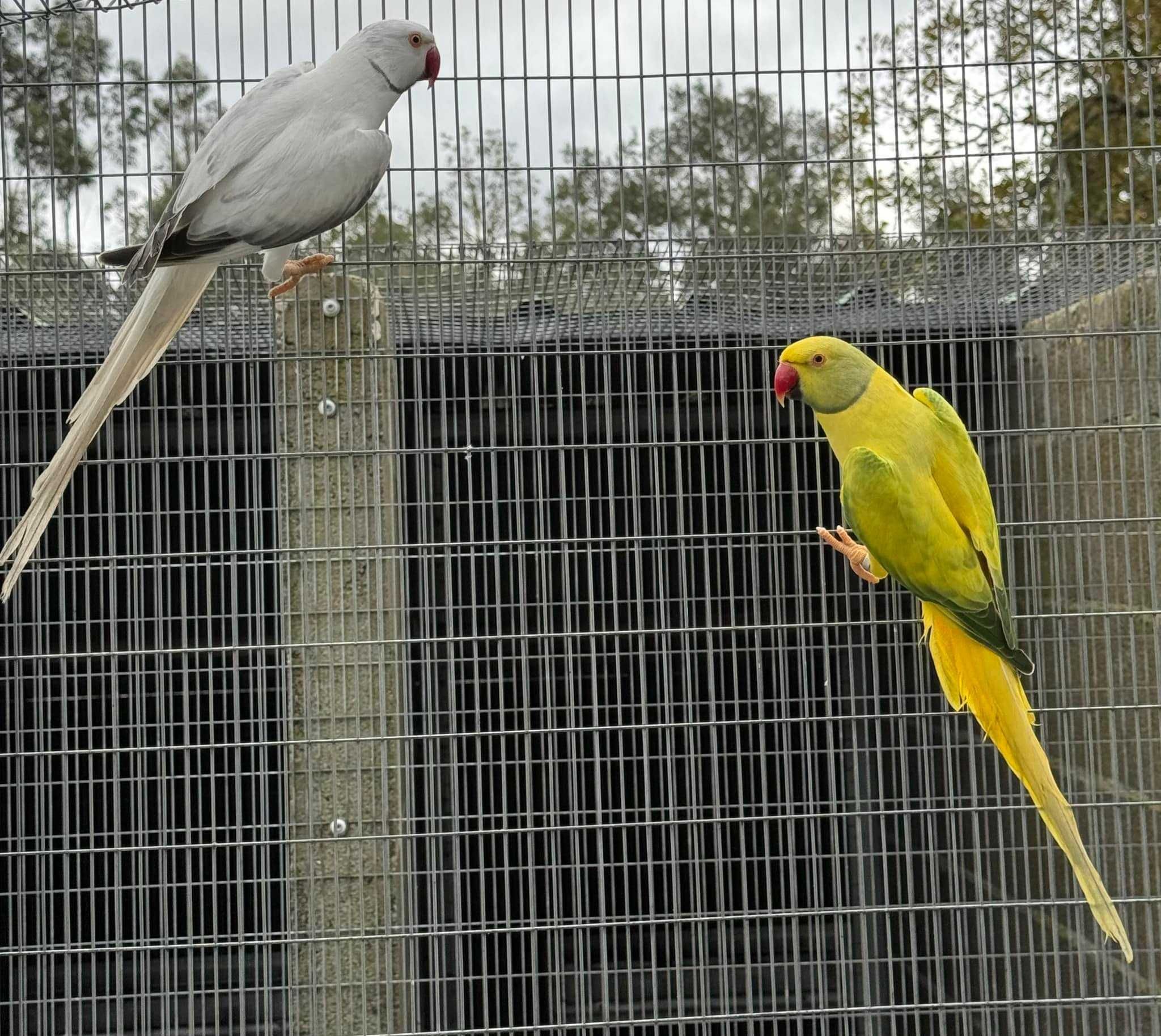 Opaline Cleartail