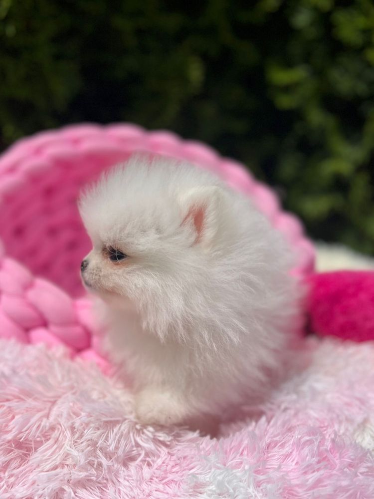 Szpic miniaturowy,pomeranian mega maleńki chłopczyk