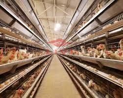 Баришівка! Кури несушки! Доставка безкоштовна