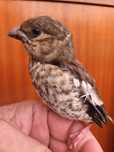 Aves anilhadas criadas em cativeiro 2024/2025