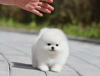 Spitz Alemão Anão / Lulu da Pomerânia com LOP e AFIXO
