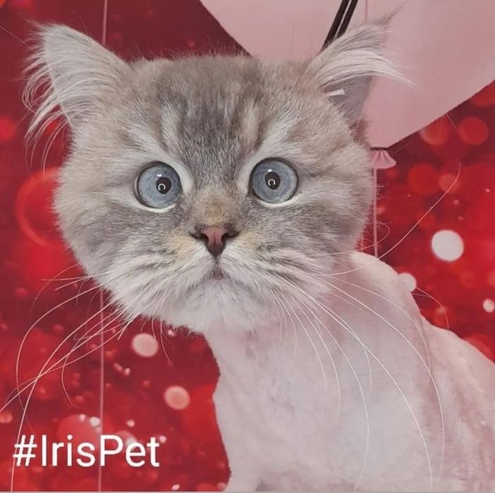 Стрижка кошек Харьков