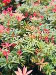 Pieris Japoński Zimozielony LITTLE HEATH Cena 35 zł