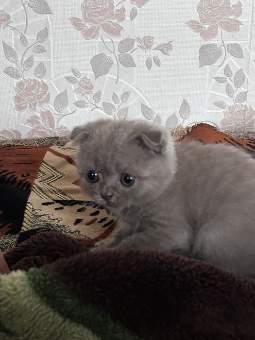 Кошенята шотландці