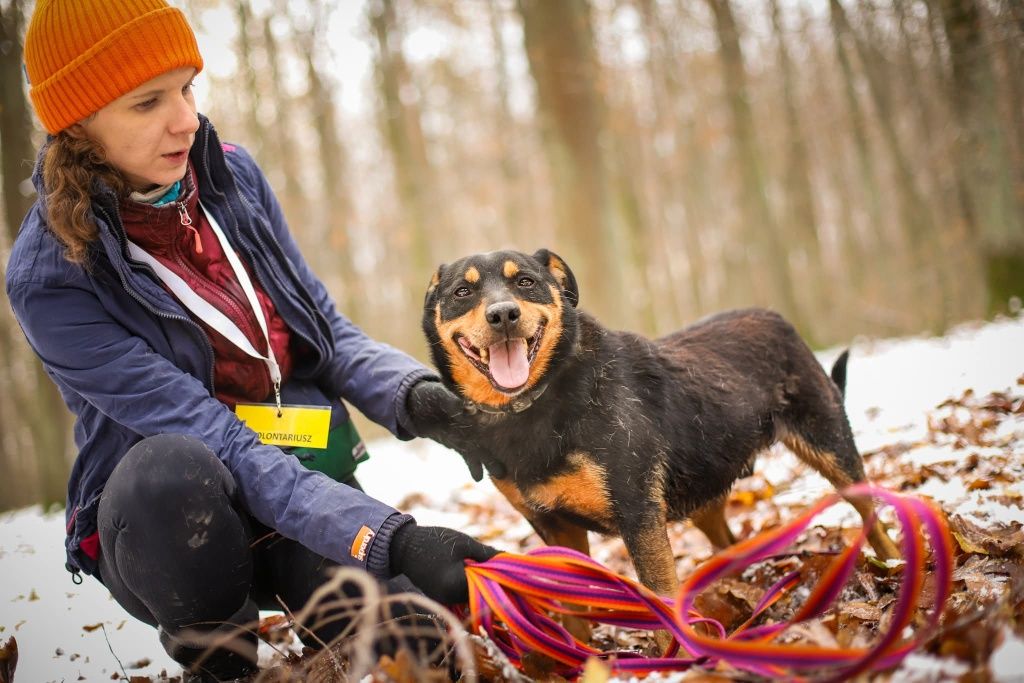 Snapi, uroczy mini rottweiler czeka na dom