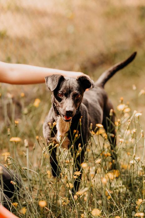 Bajtek - psiak gotowy na nowe przygody u Twojego boku :)