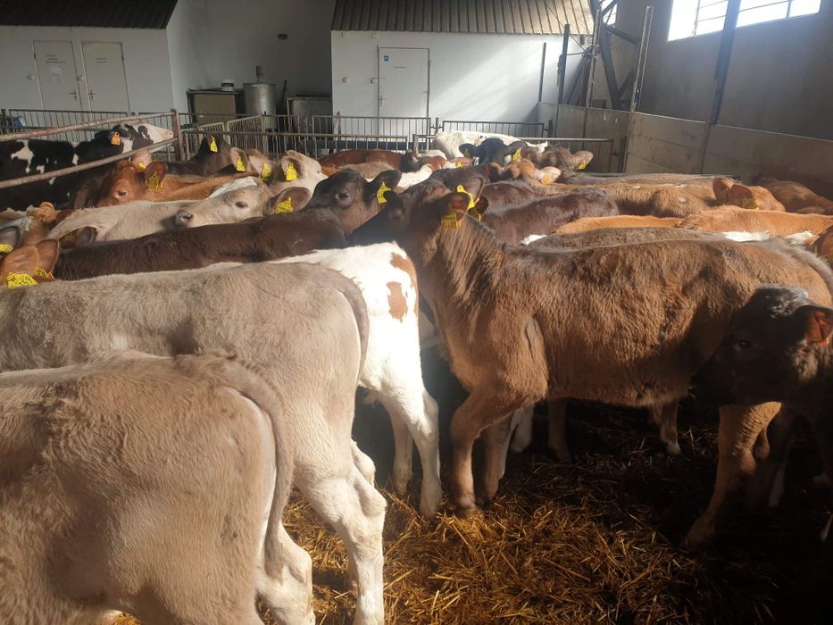 Nowa dostawa zarłaków