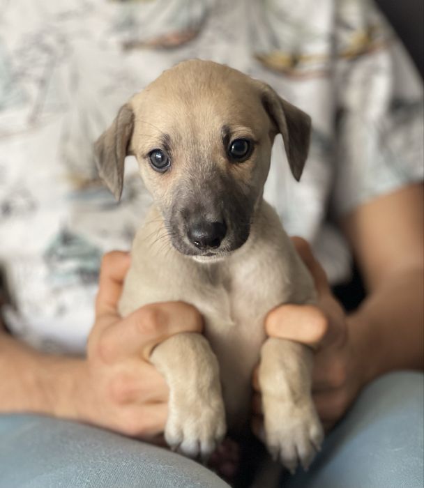 Whippet ZKwP chart angielski extra kolor Revirado FCI