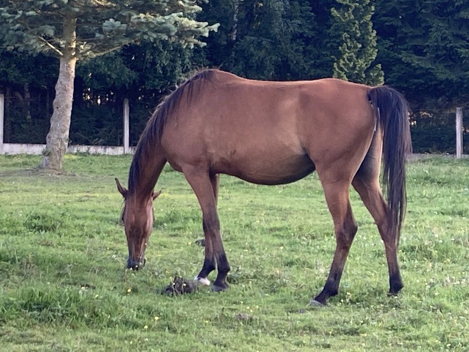 Klacz arabska do hodowli i jazdy córka Vitorio TO źrebna