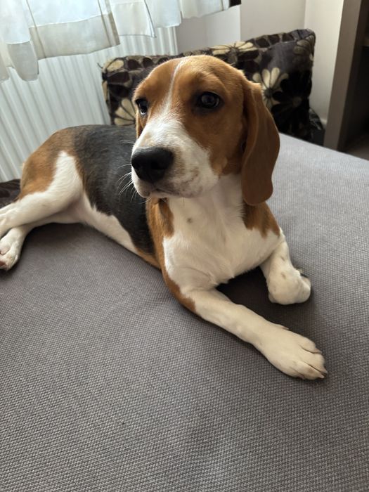 Beagle suczka 5 miesięcy