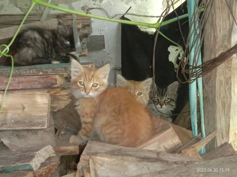 Віддамо кошенят у добрі руки