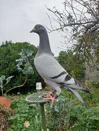 pombo negaça treinado