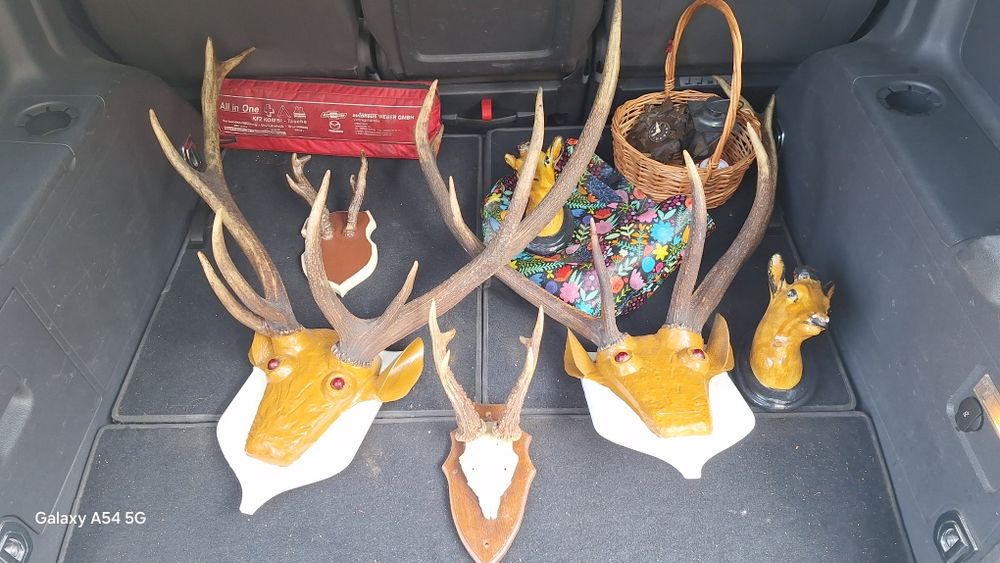 Poroża jeleni szlachetnych