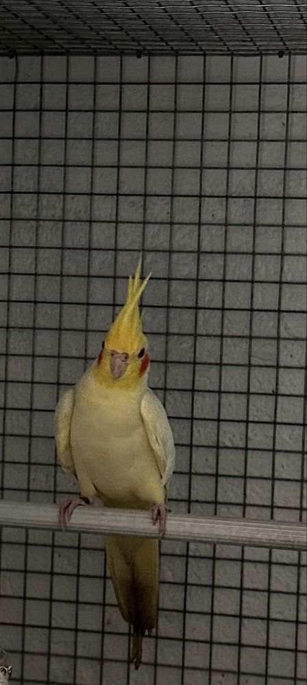 Caturra Macho Lutino