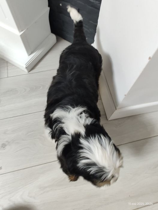 UNIKAT Cockapoo Girl