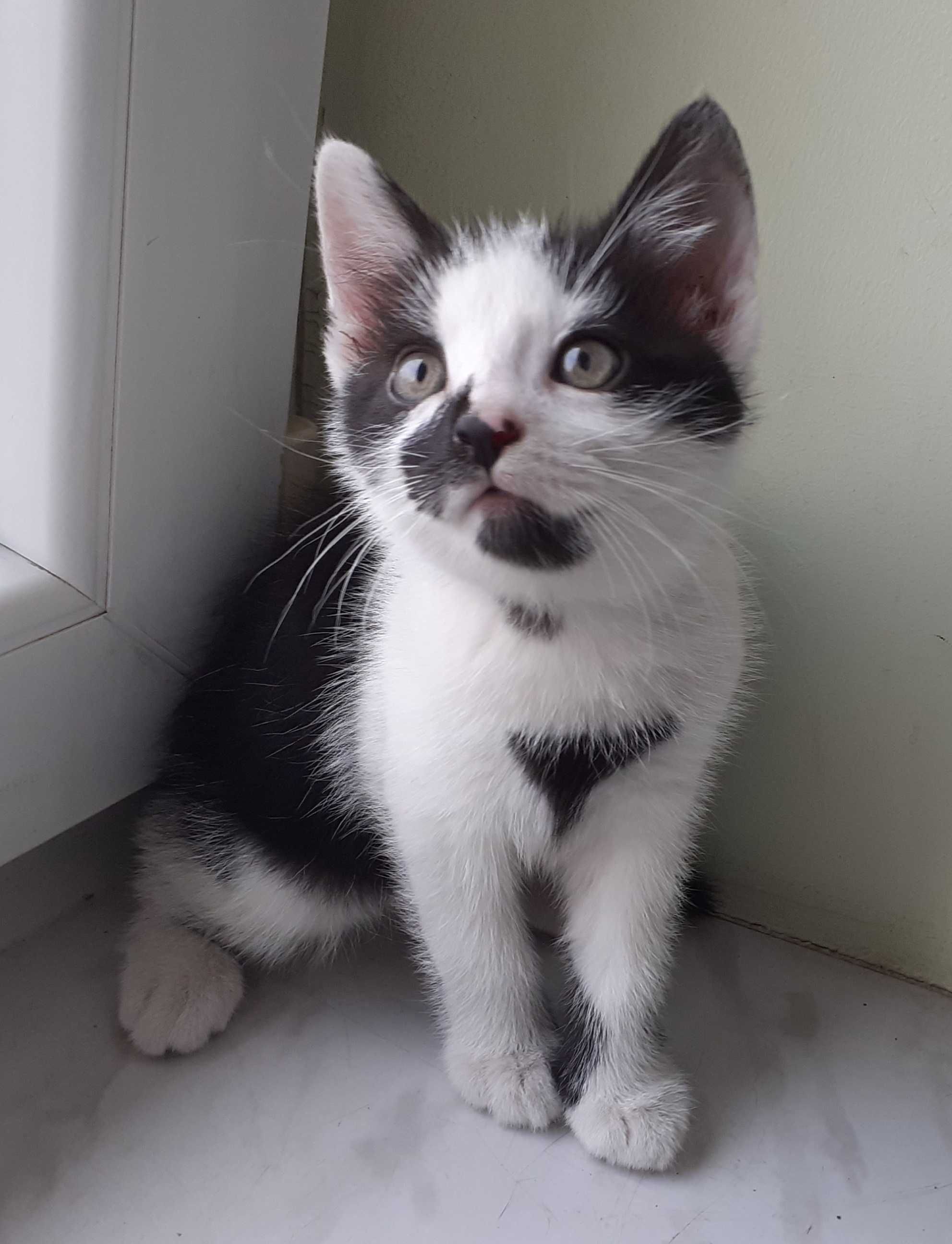 Kotek do adopcji