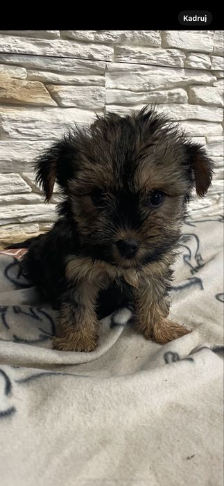 Sunia yorkshire terrier rodowód york