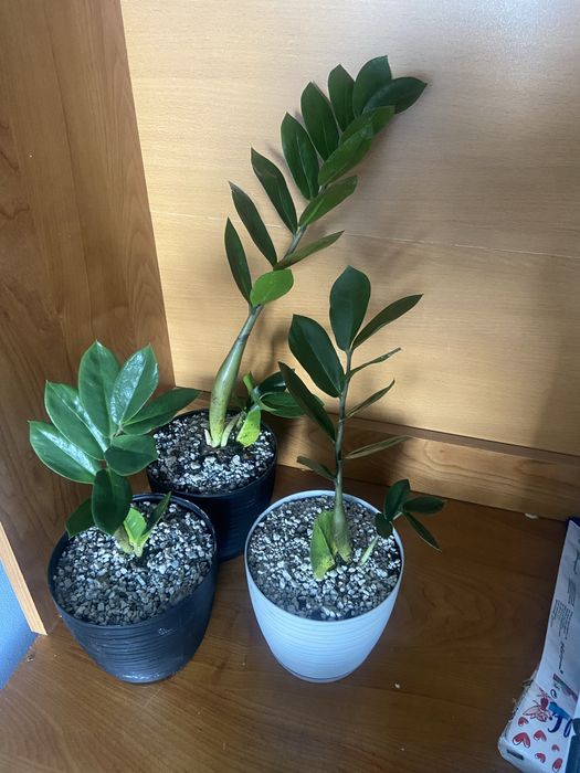 Zamioculcas w doniczce.