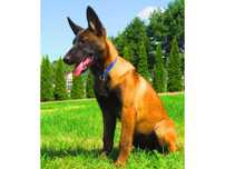 Owczarek Belgijski Malinois Suczka
