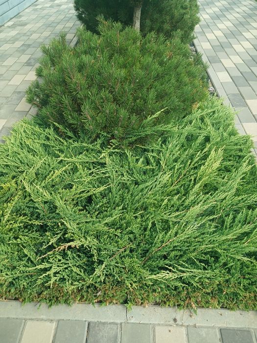 Садовник  покос газона