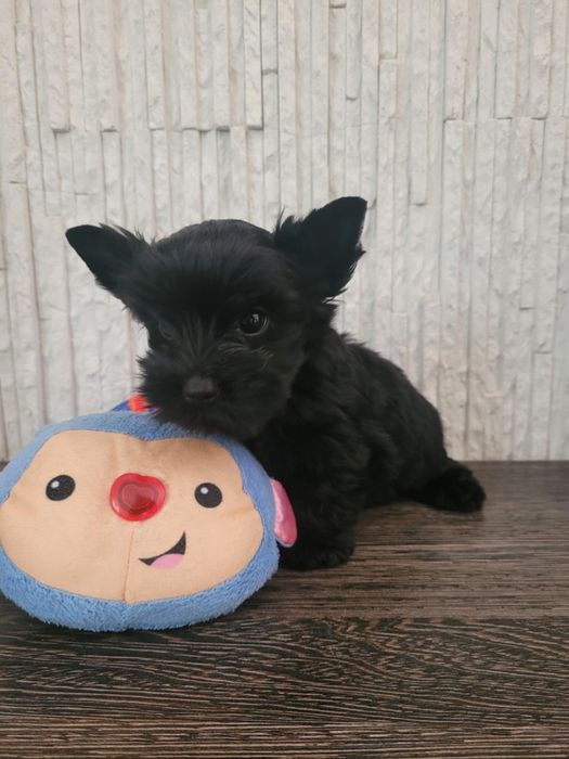 Yorkshire Terrier szczeniak