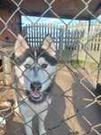 Pies husky z Rodowodem