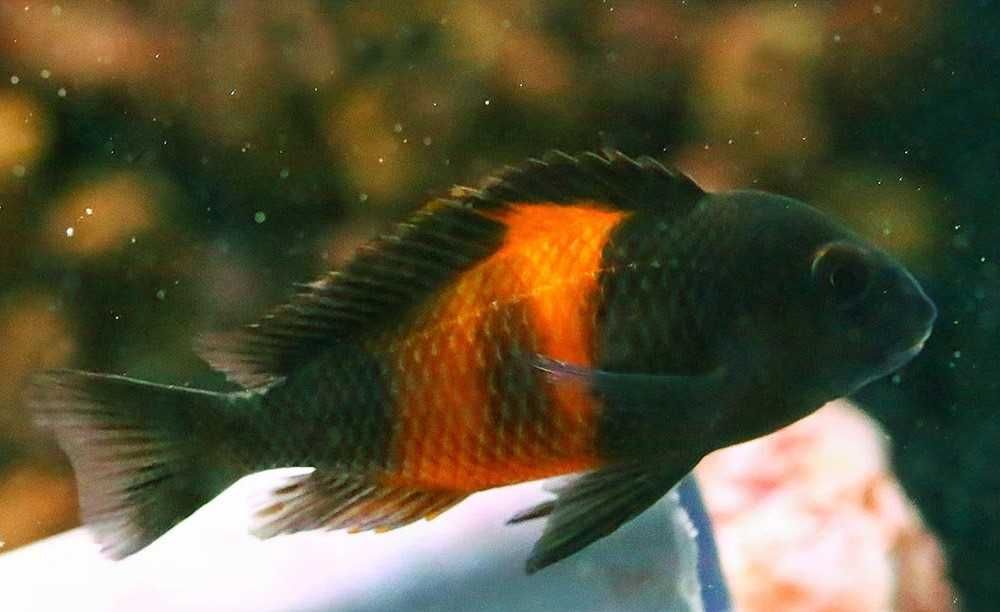 Tropheus sp. Bemba pokolenie F1 - TANGANIKA - IMPORT - dowóz, wysyłka