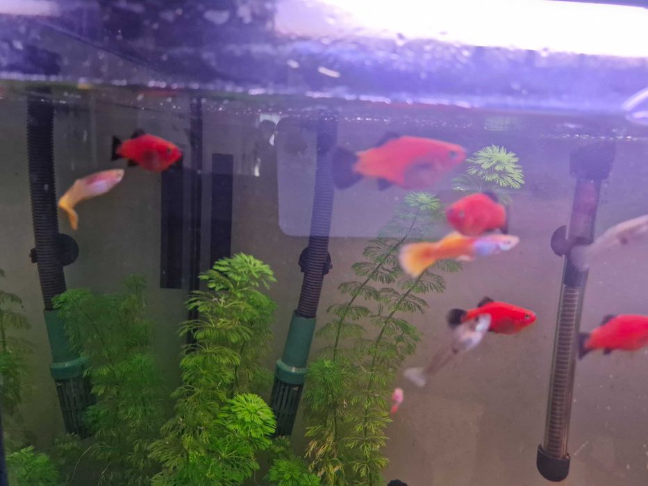 Platys vermelhas troca guppys