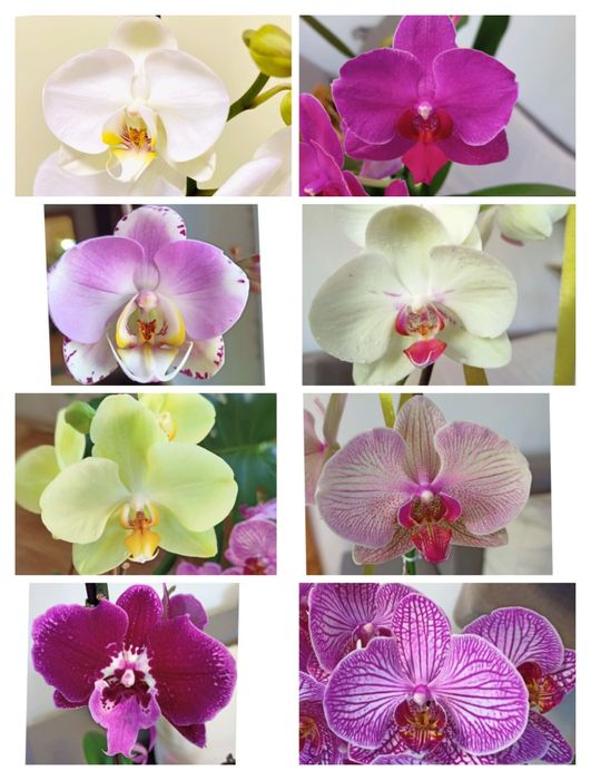Орхидея белая, розовая, жёлтая, сиреневая. Пос Котовского Одесса
