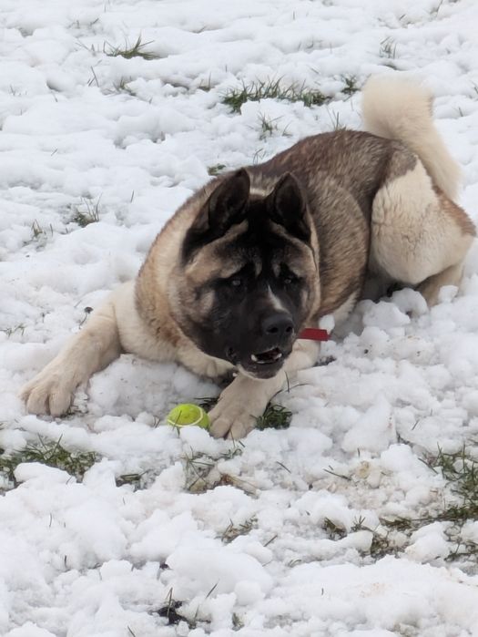 Akita Amerykańska FCI pies