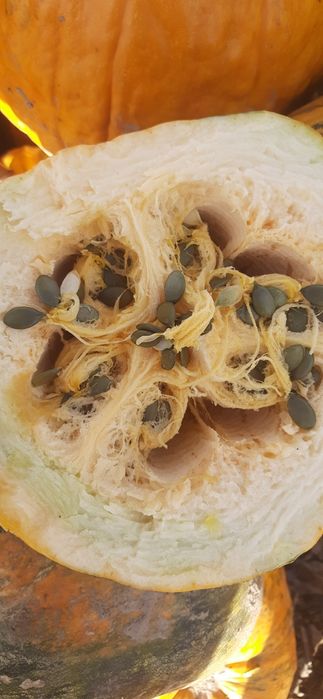 Продам насіння голе гарбузове 2025