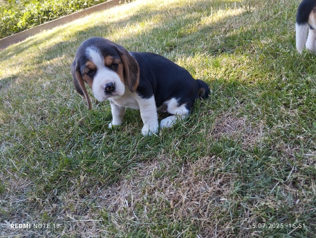 Piękny Beagle Szczeniak